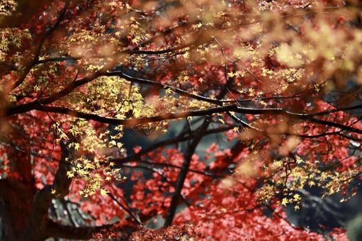 紅葉 紅葉の写真