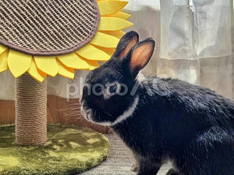 ひまわりとうさぎ うさぎ,ウサギ,草食動物の写真素材