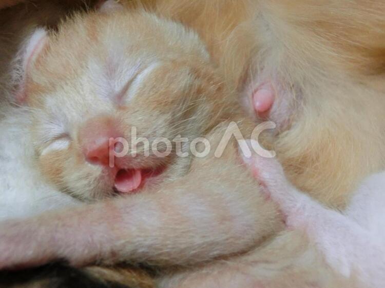 舌を出して眠る子猫 cat,くつろぐ,こねこの写真素材