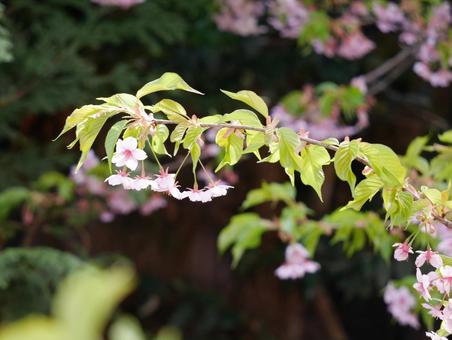桜 桜 ソメイヨシノ,桜,葉桜の写真素材