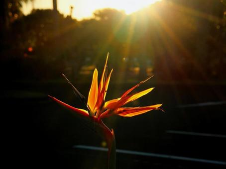 日本の花 日本の花の写真