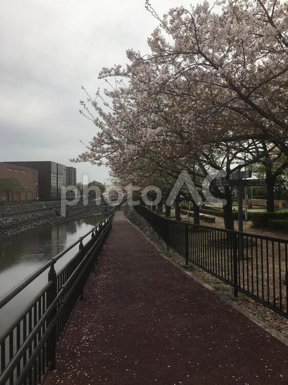 桜の並木路 公園,桜,花見の写真素材