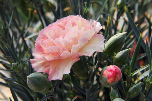 カーネーション　クローズアップ カーネーション,花,さわやかの写真素材