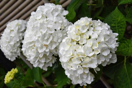 紫陽花 紫陽花の写真
