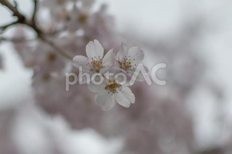 上野公園のシダレザクラ シダレザクラ,上野公園,桜の写真素材