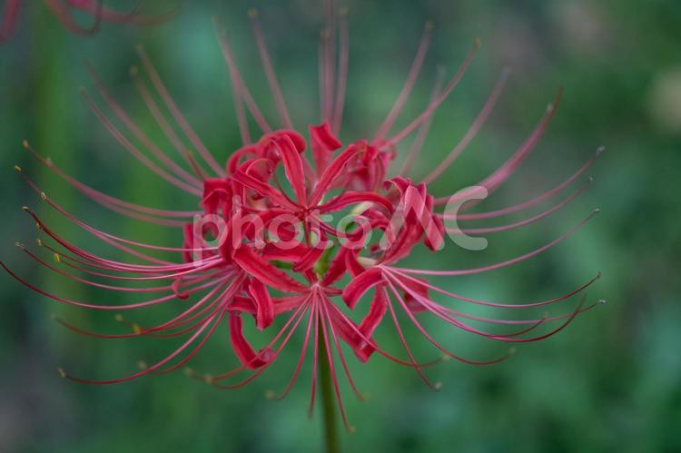 曼殊沙華（彼岸花） 曼殊沙華,彼岸花,花の写真素材