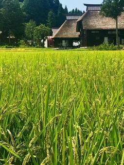 Photo, sakai no sato, paddy field, takayanagi, 