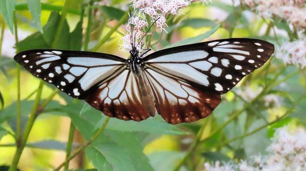 フジバカマに飛来 蜜を吸うアサギマダラ フジバカマに飛来 蜜を吸うアサギマダラ アサギマダラ,蝶,秋の写真素材
