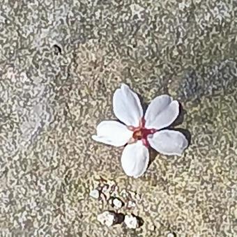 桜ひとひら 桜ひとひらの写真