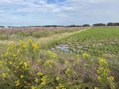 福井県　曇り空と宮ノ下コスモス公苑 福井県,宮ノ下コスモス公苑,曇りの写真素材
