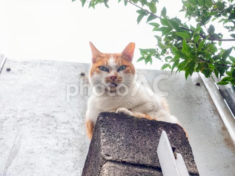 塀の上からこっちを見る猫 猫,ネコ,にゃんこの写真素材