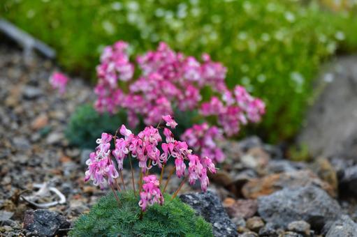 高山で咲き誇るコマクサの花 高山で咲き誇るコマクサの花の写真