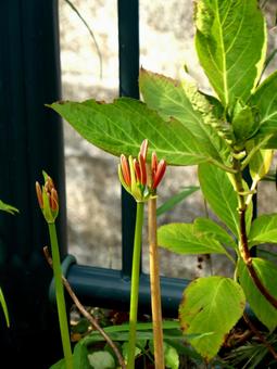 川沿いの花壇で伸びてきたヒガンバナ ヒガンバナ,ツボミ,植物の写真素材
