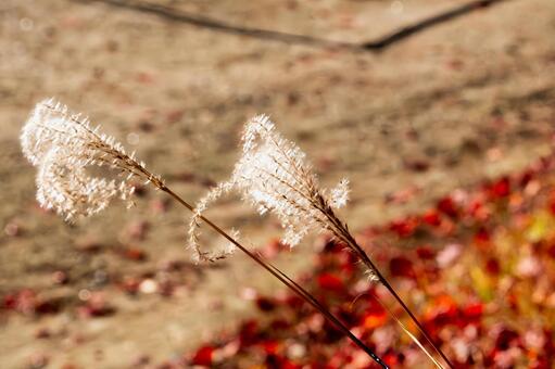 白金の繊細逆光にきらめくススキと秋の絨毯 ススキ,穂,草の写真素材