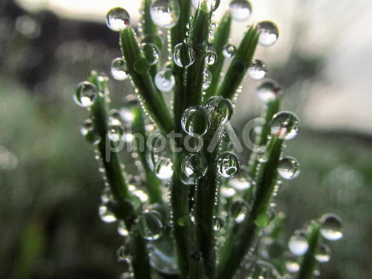 水滴と緑の葉（Water drops） 水滴,雫,すいてきの写真素材