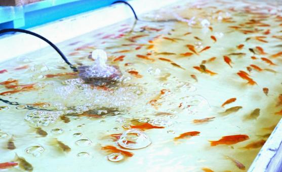 水槽の金魚 水槽の金魚 金魚,水槽,祭りの写真素材
