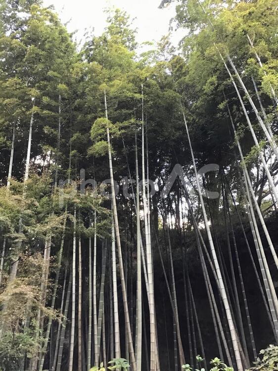 明月院の風景（竹林） 明月院,竹,鎌倉の写真素材