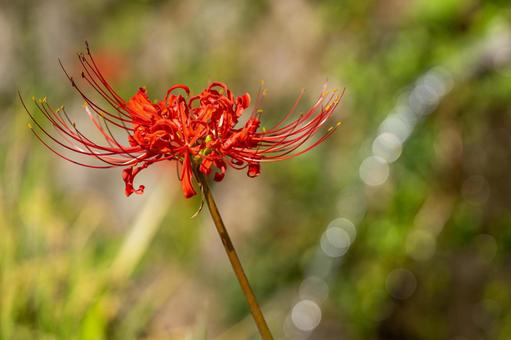 熊本-【番所の棚田の彼岸花】 熊本,番所,棚田の写真素材