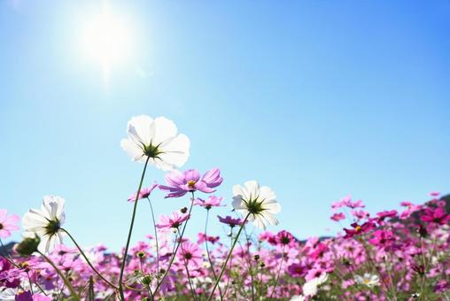 秋桜 秋桜 コスモス,こすもす,こすもす畑の写真素材