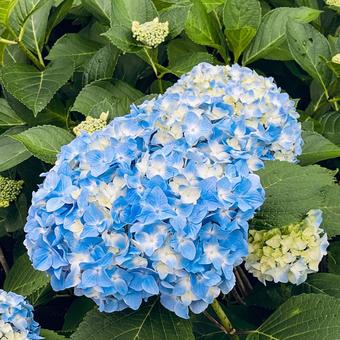 雨上がりの紫陽花4 雨上がりの紫陽花4の写真