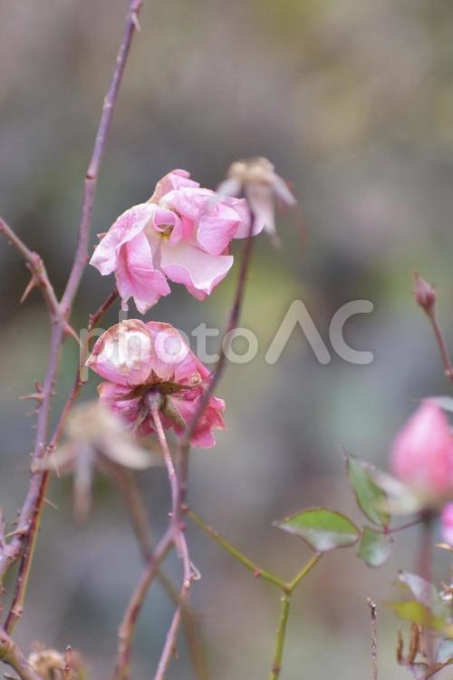 バラ 枯れた花 冬 枯れる 冬の訪れ,庭,自然の写真素材