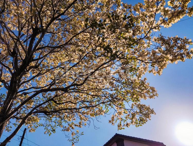 街路樹の花 街路樹,昼下がり,屋外での写真素材