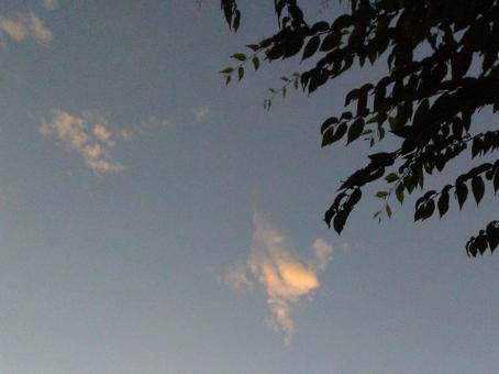 日没前の空と木 日没前の空と木の写真