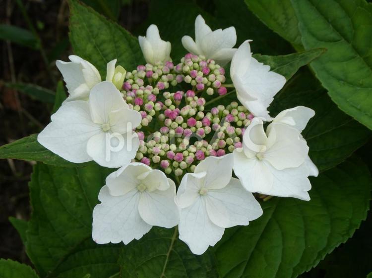 アジサイの花　23-7 アジサイ,花,ガクアジサイの写真素材