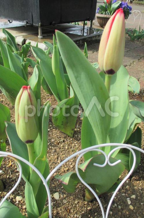 チューリップ チューリップ,蕾,植物の写真素材