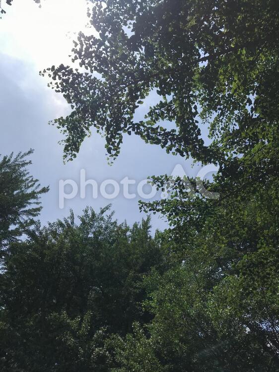 初夏の訪れ 木,木材,森林の写真素材