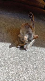 furry cat road, JPG