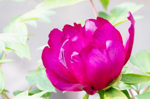 鮮やかな紅色の牡丹の花 鮮やかな紅色の牡丹の花 牡丹,花,花びらの写真素材
