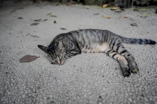 寝転ぶ猫 寝転ぶ猫 猫,ネコ,ねこの写真素材