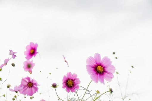 白い光に浮かぶ幻想的なピンクのコスモス 白い光に浮かぶ幻想的なピンクのコスモス コスモス,秋桜,花の写真素材