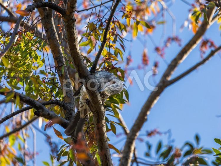 木の枝にとまるヒヨドリ ヒヨドリ,野鳥,鳥の写真素材