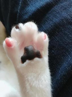 ネコ肉球 ネコ肉球の写真