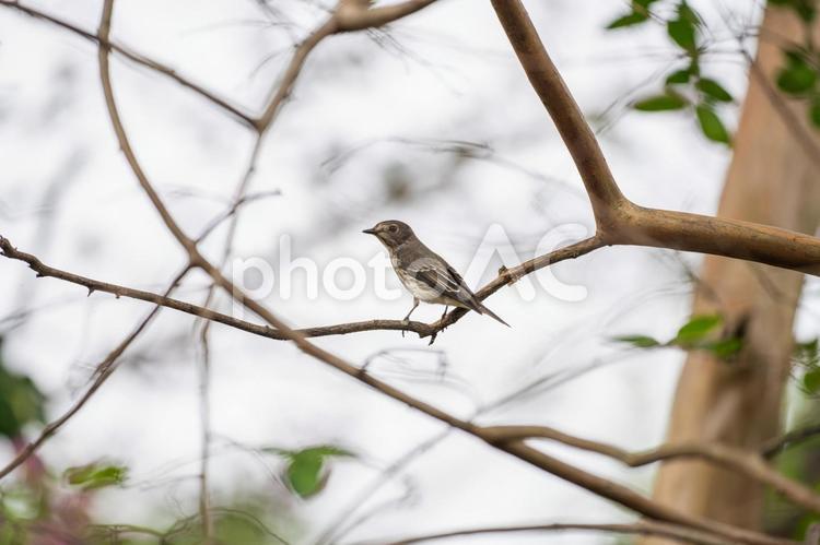 枝にとまるコサメビタキ コサメビタキ,野鳥,鳥の写真素材