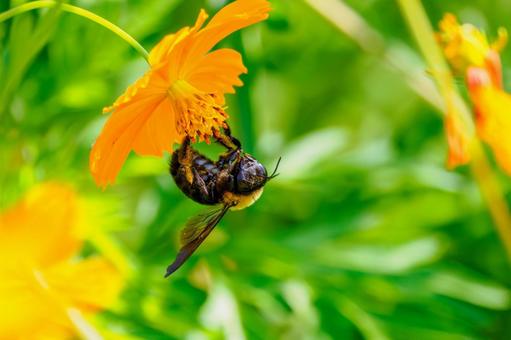 コスモスとクマバチ⑹ コスモスとクマバチ⑹ 花,コスモス,蜂の写真素材