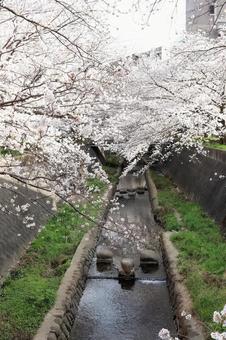 志井川の桜並木 志井川の桜並木の写真