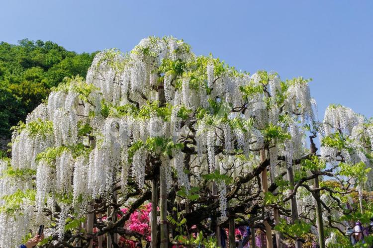 あしかがフラワーパークの白藤 藤,ふじのはな物語,大藤の写真素材