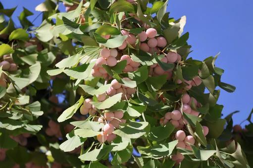 青空と緑の葉と黄色の実のなる銀杏の木の枝 青空,緑,葉の写真素材
