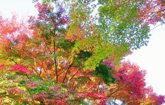カラフルなもみじの紅葉 カラフルなもみじの紅葉 紅葉,木々,もみじの写真素材