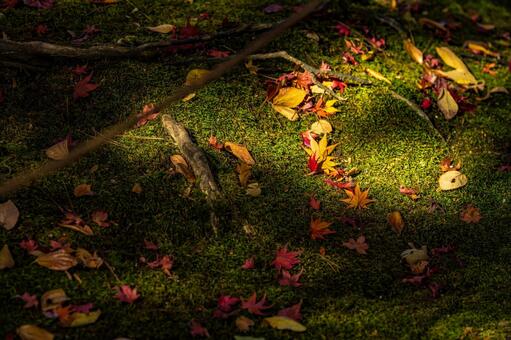 晩秋の痕 紅葉,もみじ,モミジの写真素材