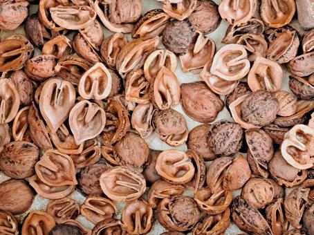 クルミの集まり クルミ,集まり,素材の写真素材