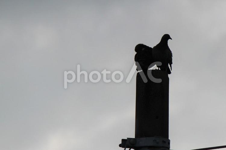 仲良く電信柱の上にとまるハト ハト,鳩,つがいの写真素材