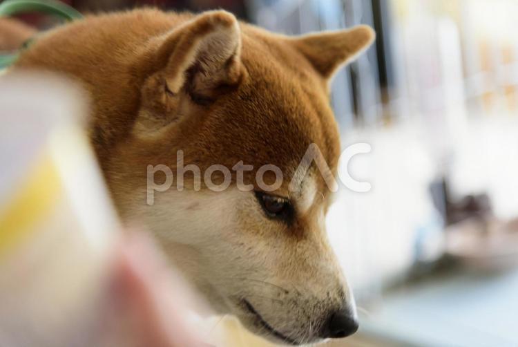 ヨーグルトを食べ終わって満足気な柴犬 柴犬,シバイヌ,しばいぬの写真素材