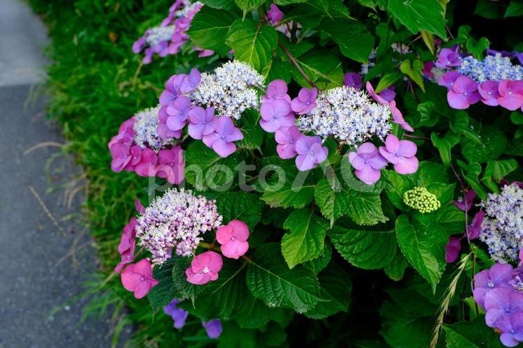 道端のガクアジサイ（赤紫） 紫陽花,ガクアジサイ,花の写真素材