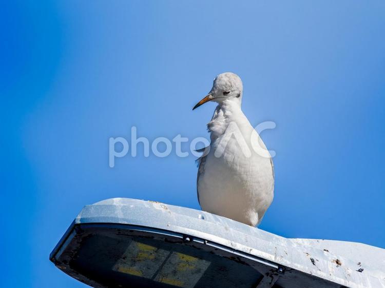 羽の手入れをするユリカモメ ユリカモメ,野鳥,鳥の写真素材