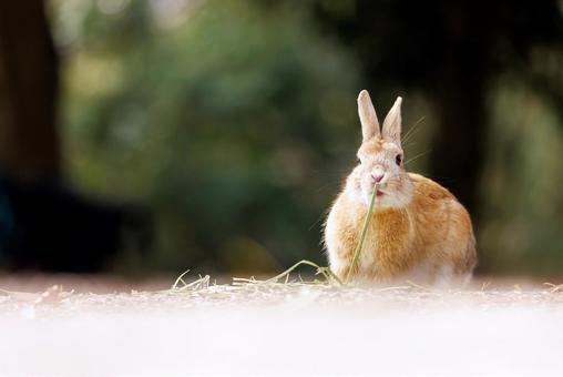 大久野島の兎 大久野島の兎 うさぎ,大久野島,野生動物の写真素材