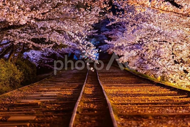 京都府　蹴上インクライン・桜風景　 桜,京都,インクラインの写真素材